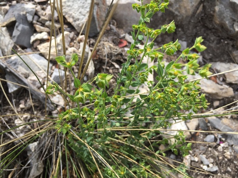 Euphorbia mcvaughiana photo 3