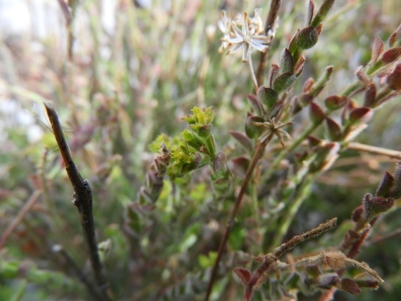 Euphorbia mcvaughiana photo 4