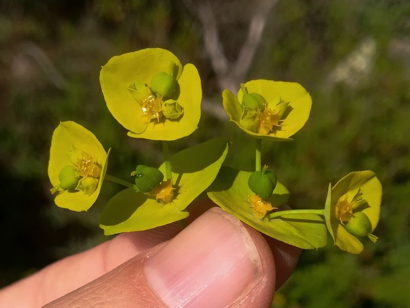 Euphorbia medicaginea