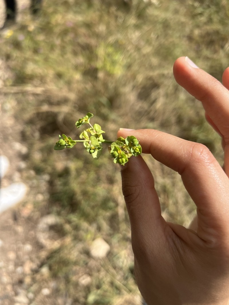 Euphorbia medicaginea photo 2