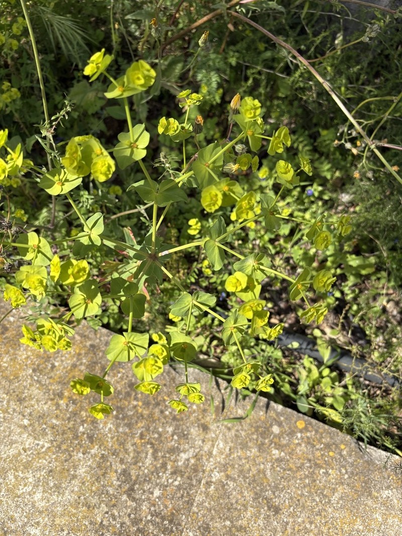 Euphorbia medicaginea photo 3