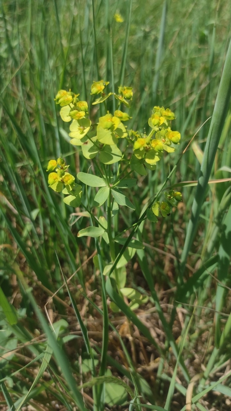 Euphorbia medicaginea photo 4