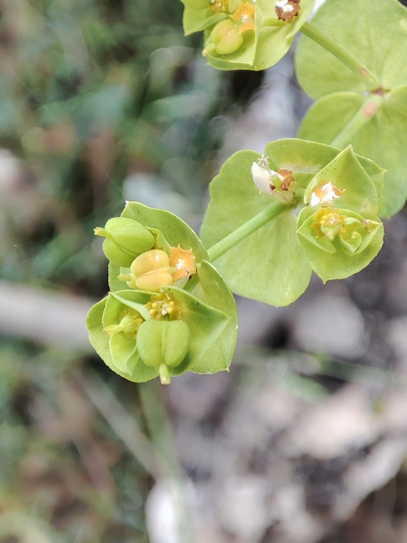 Euphorbia medicaginea photo 5