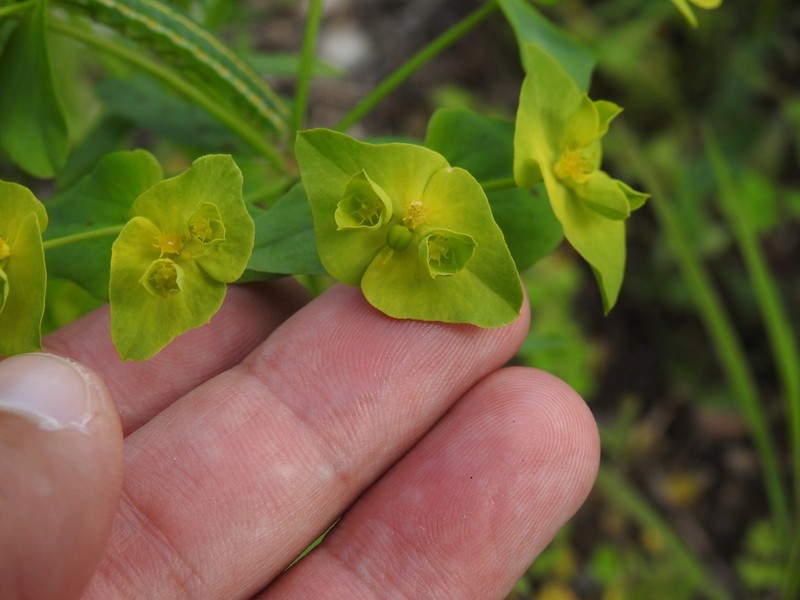 Euphorbia medicaginea photo 6