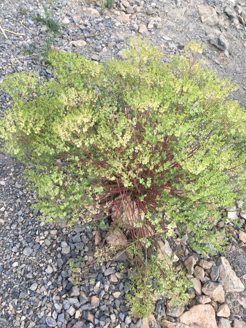 Euphorbia medicaginea photo 7