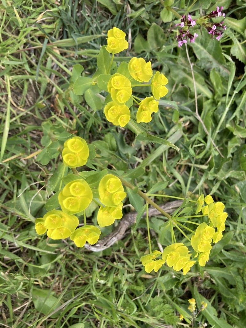 Euphorbia medicaginea photo 8