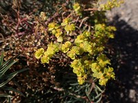 Euphorbia megalatlantica