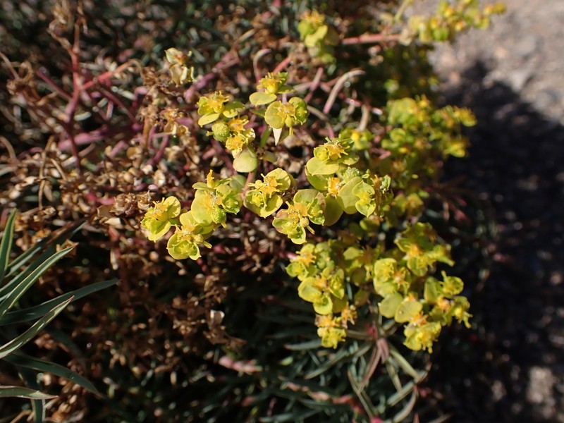 Euphorbia megalatlantica