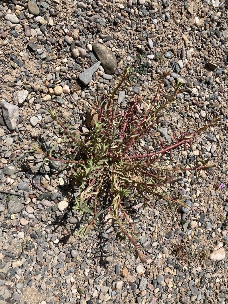 Euphorbia megalatlantica photo 2