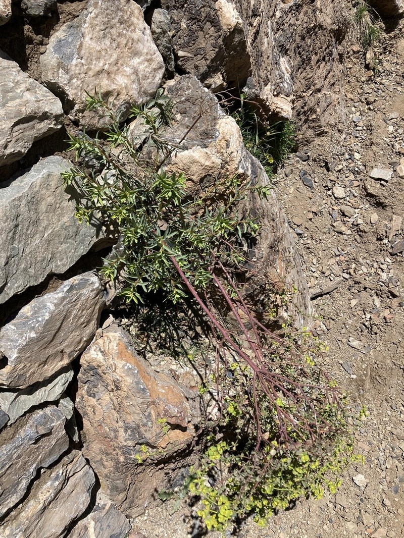 Euphorbia megalatlantica photo 3