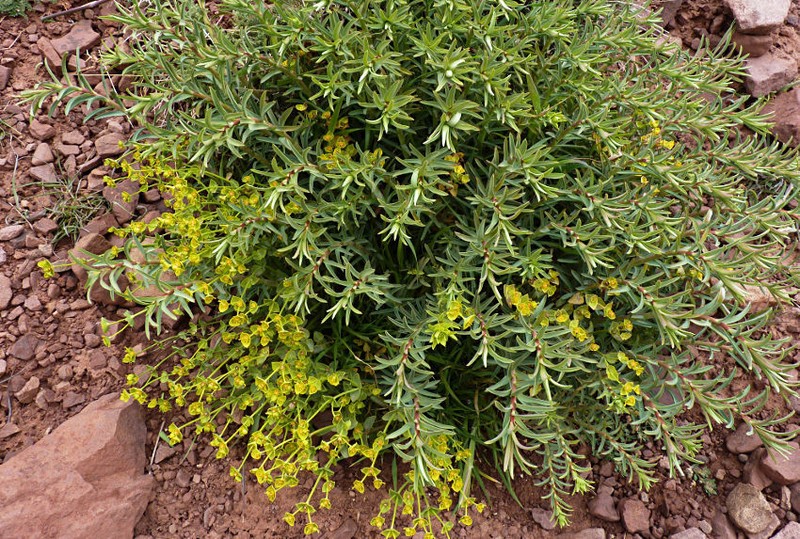 Euphorbia megalatlantica photo 4