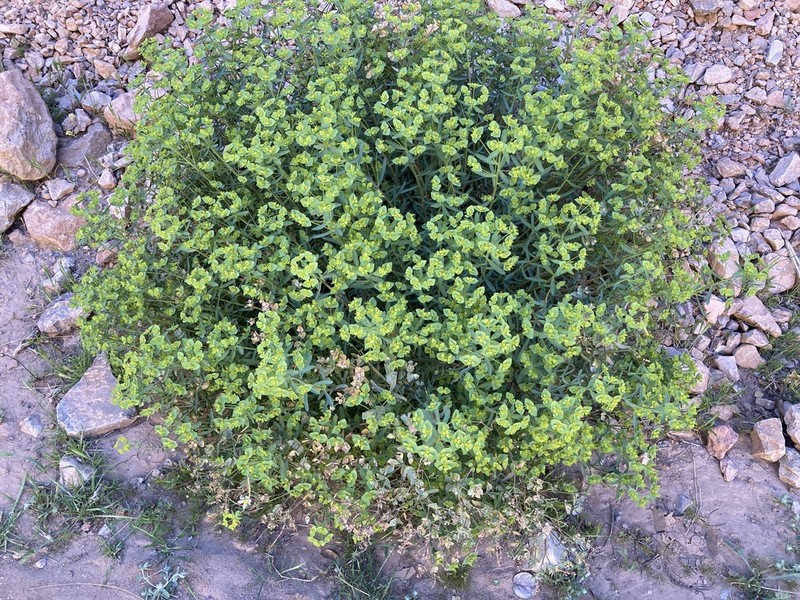 Euphorbia megalatlantica photo 5