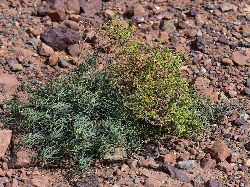 Euphorbia megalatlantica photo 6