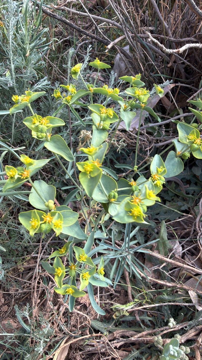 Euphorbia megalatlantica photo 7