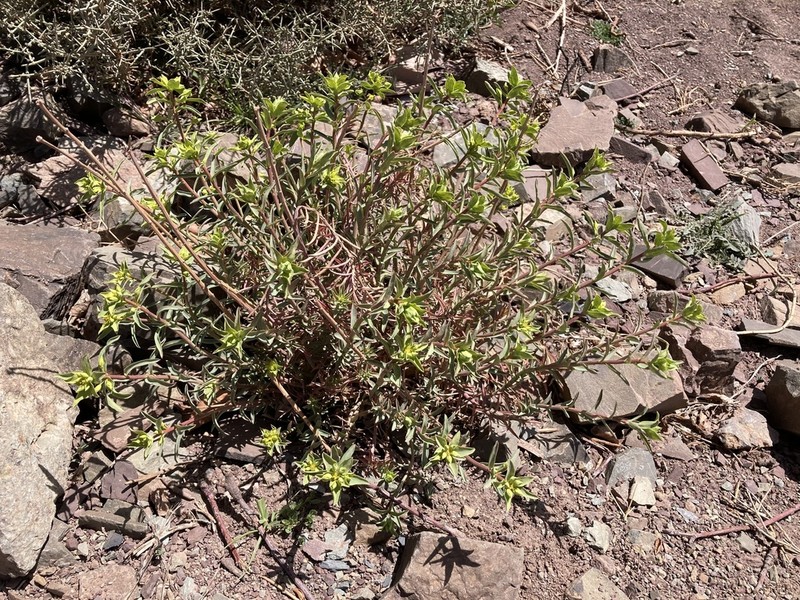 Euphorbia megalatlantica photo 8