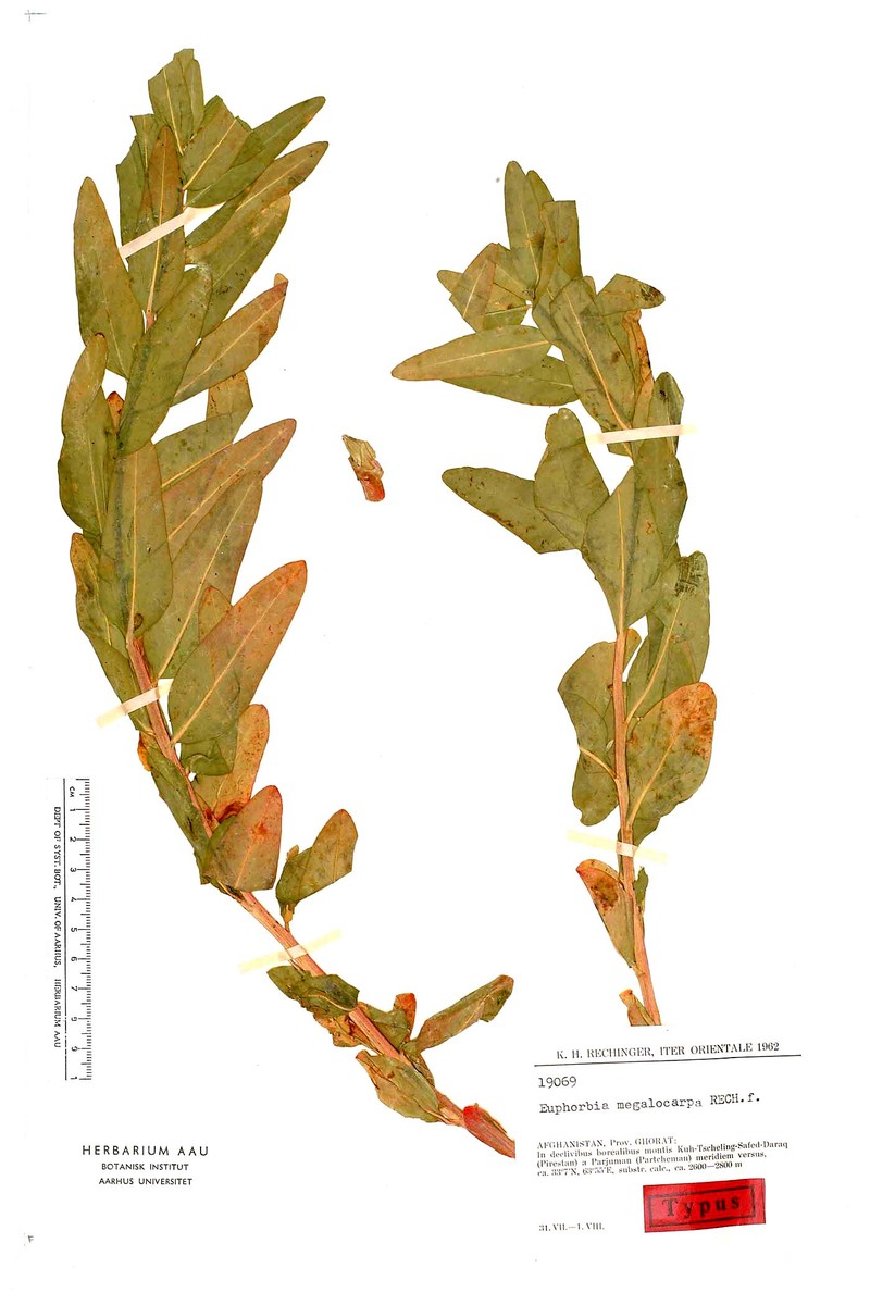 Euphorbia megalocarpa