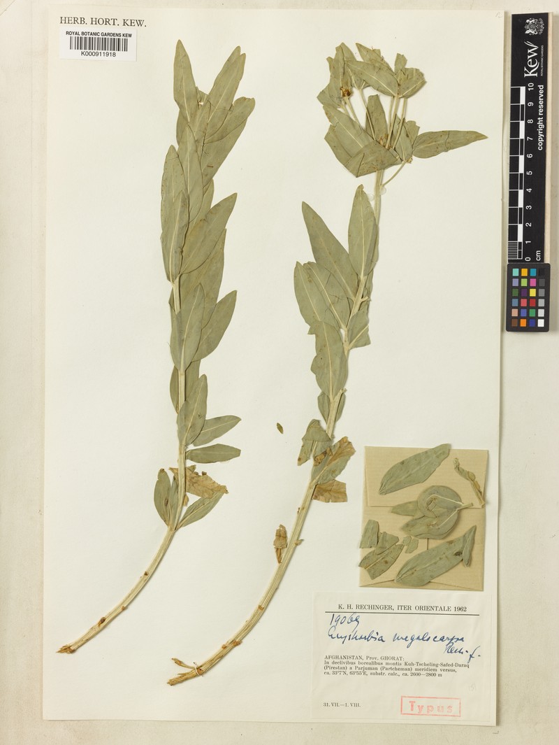 Euphorbia megalocarpa photo 2