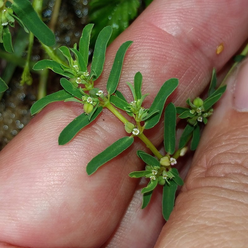 Euphorbia meganaesos