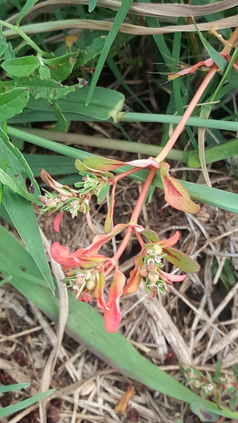 Euphorbia meganaesos photo 2