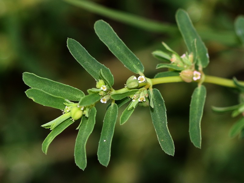 Euphorbia meganaesos photo 3