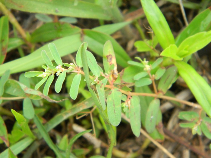 Euphorbia meganaesos photo 4
