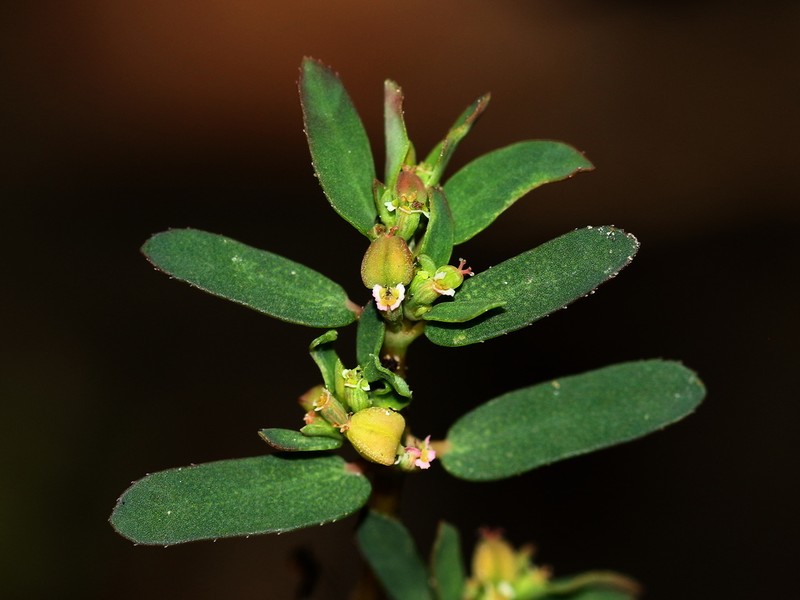 Euphorbia meganaesos photo 5