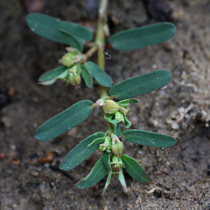 Euphorbia meganaesos photo 6