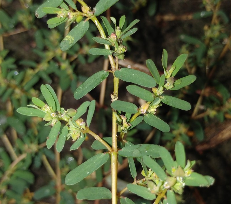 Euphorbia meganaesos photo 7