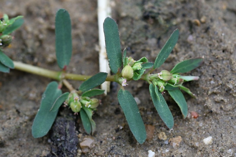Euphorbia meganaesos photo 8