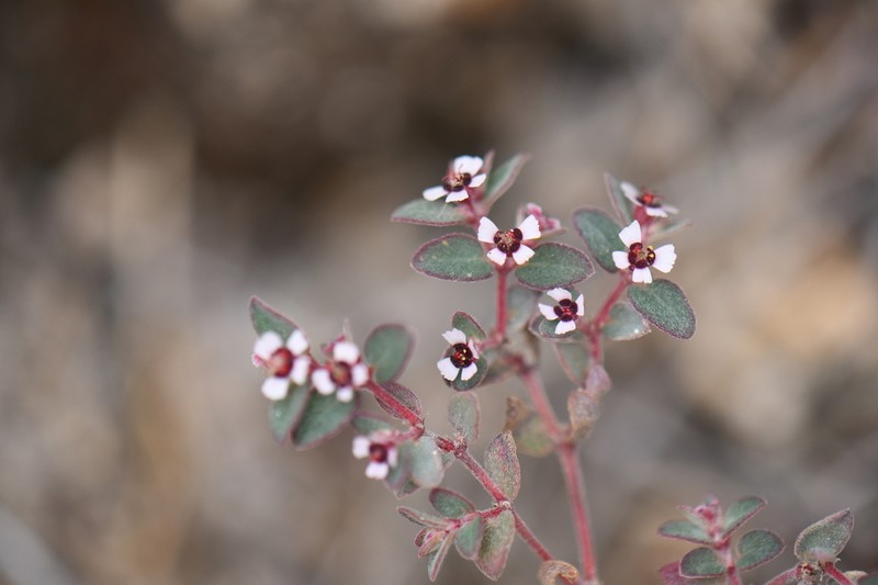 Red-Gland Spurge