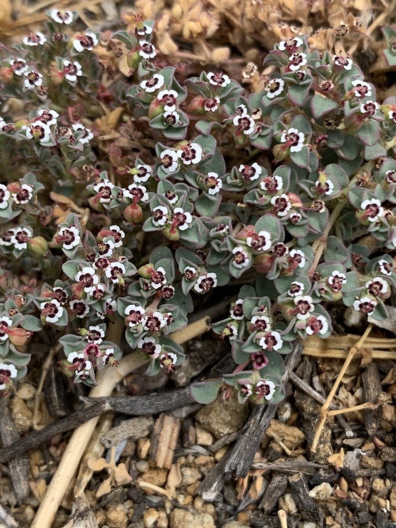 Red-Gland Spurge photo 2