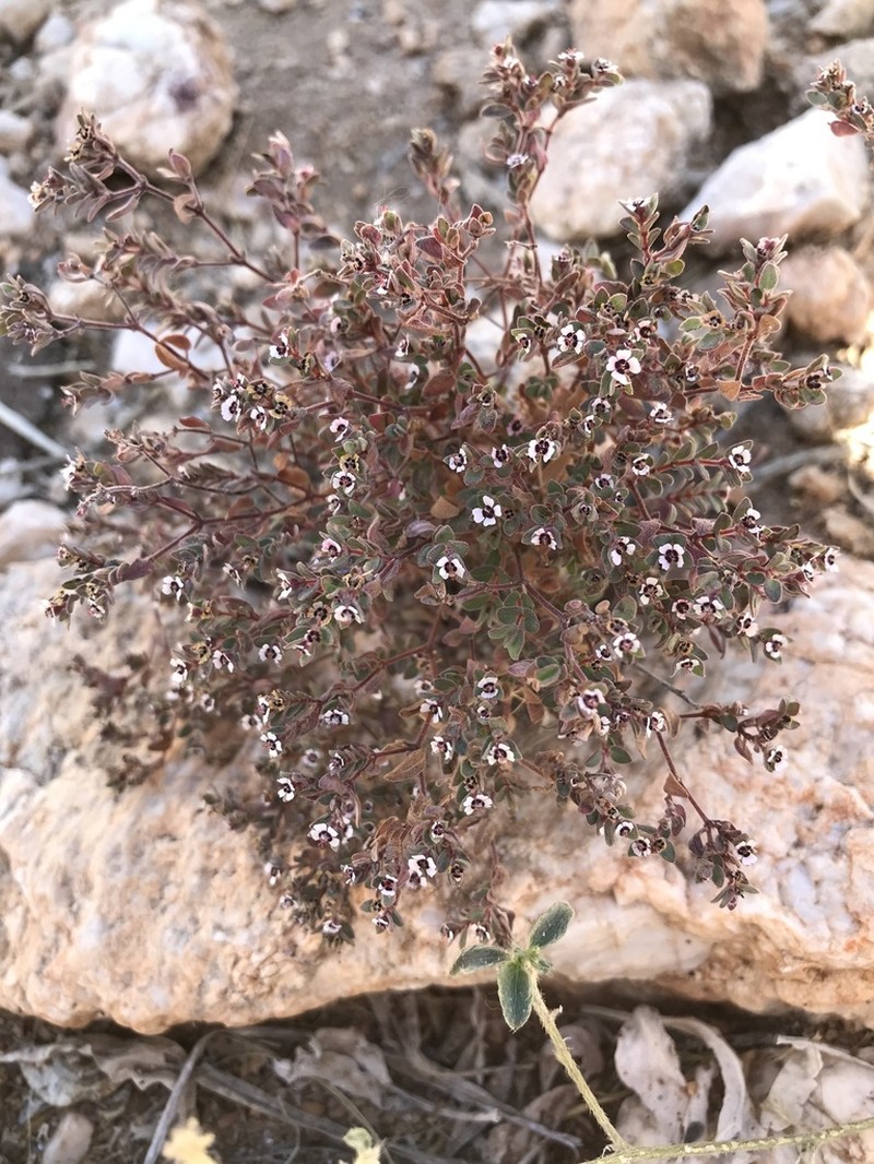 Red-Gland Spurge photo 3