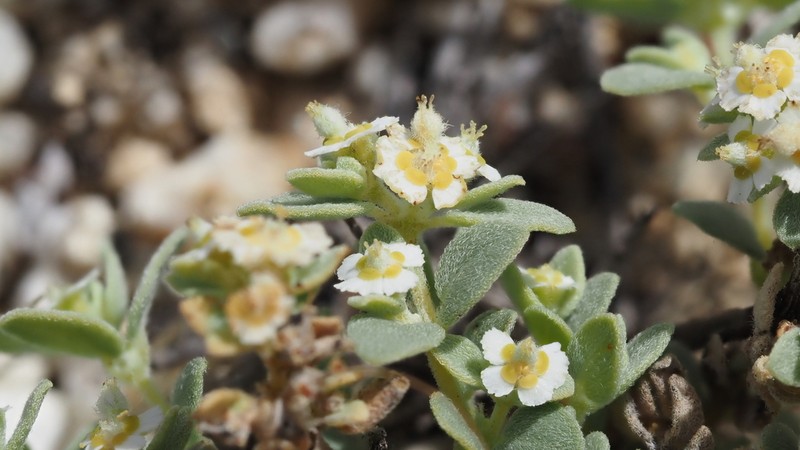 Red-Gland Spurge photo 4