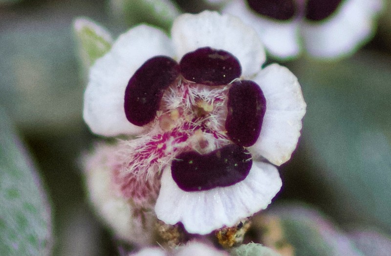 Red-Gland Spurge photo 5