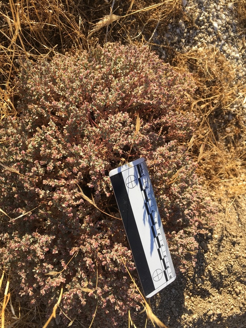 Red-Gland Spurge photo 6