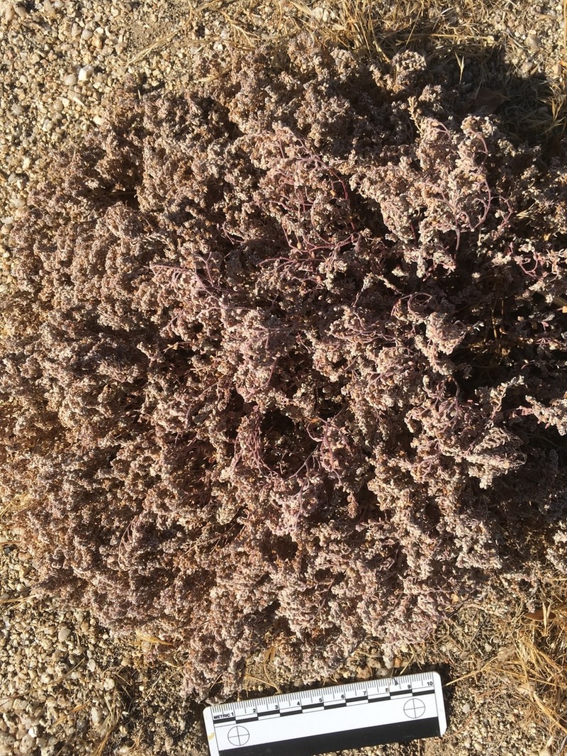 Red-Gland Spurge photo 7