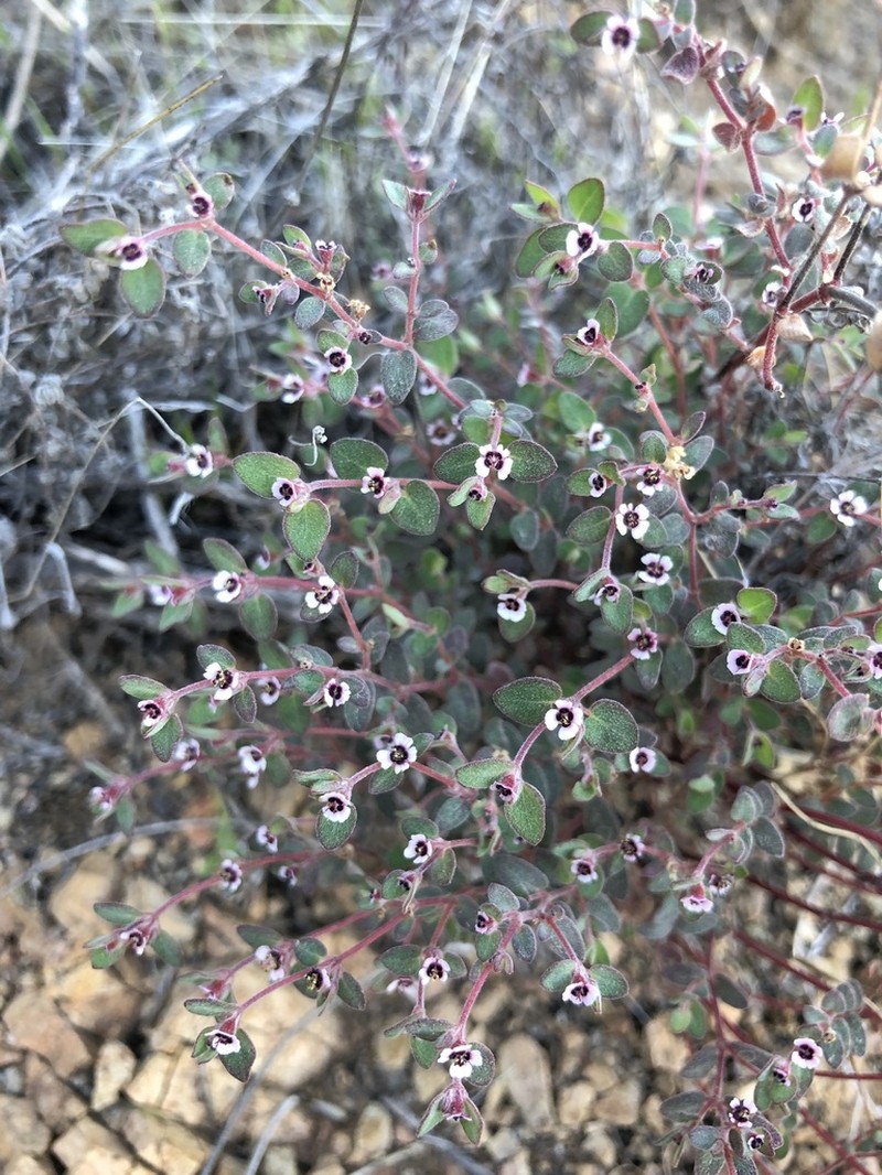 Red-Gland Spurge photo 8