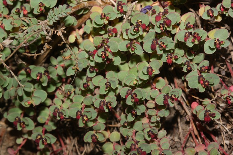 Euphorbia melanocarpa