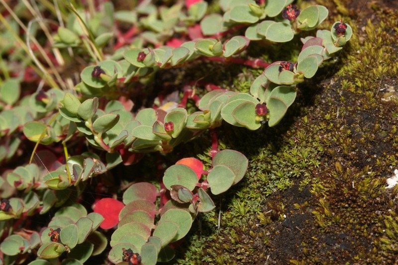 Euphorbia melanocarpa photo 2