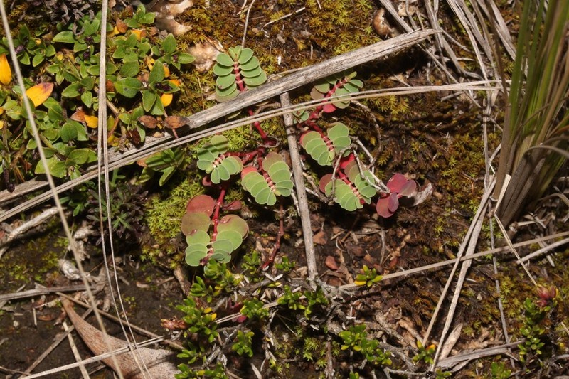Euphorbia melanocarpa photo 3