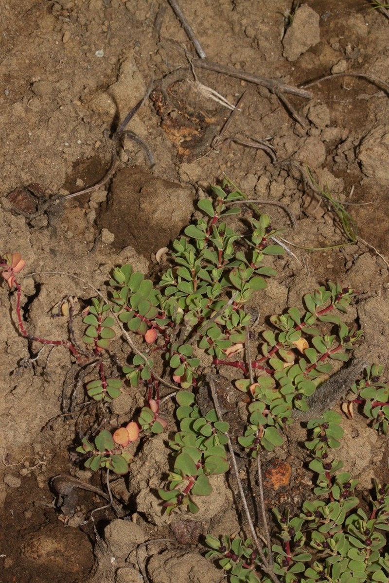 Euphorbia melanocarpa photo 4