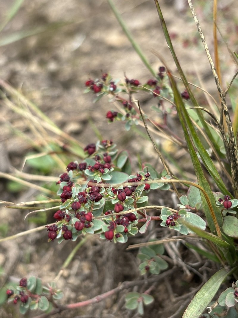 Euphorbia melanocarpa photo 5