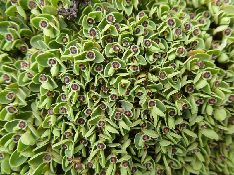 Euphorbia melanocarpa photo 6