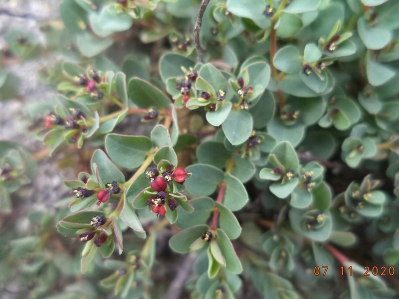 Euphorbia melanocarpa photo 7