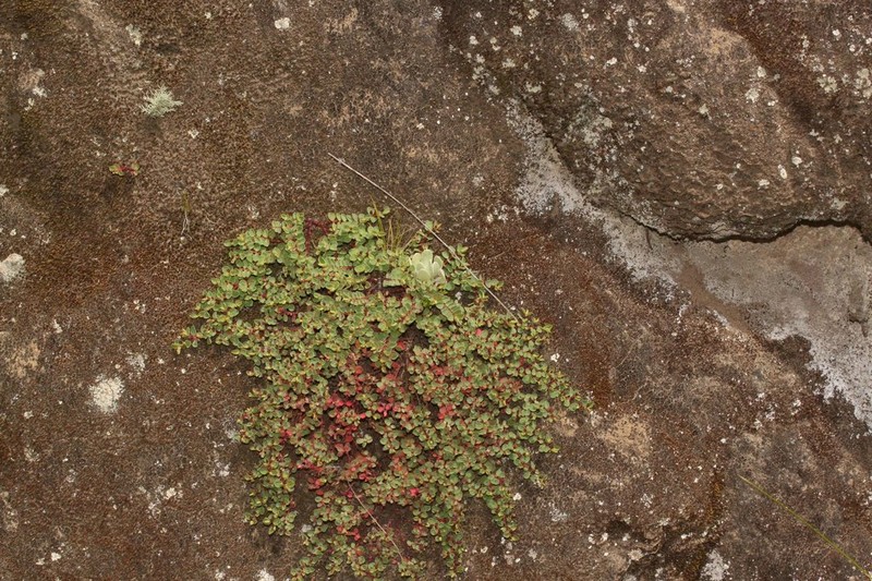 Euphorbia melanocarpa photo 8
