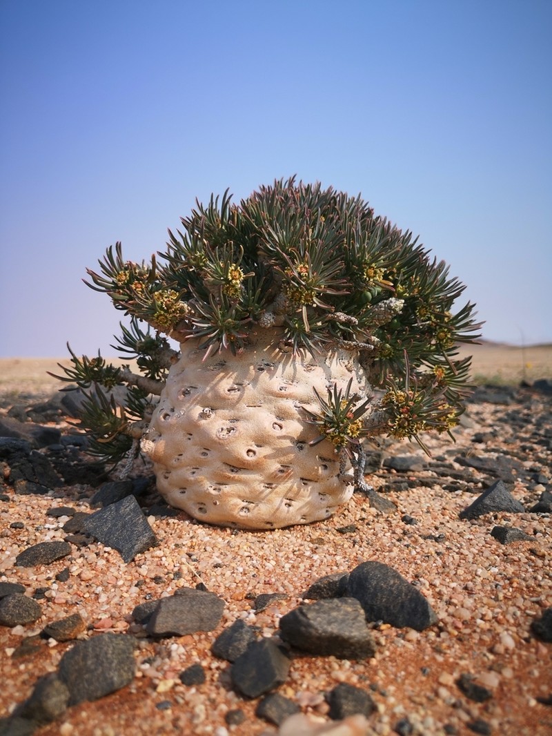 Euphorbia melanohydrata