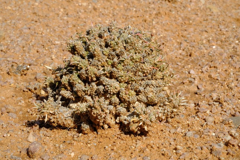 Euphorbia melanohydrata photo 2