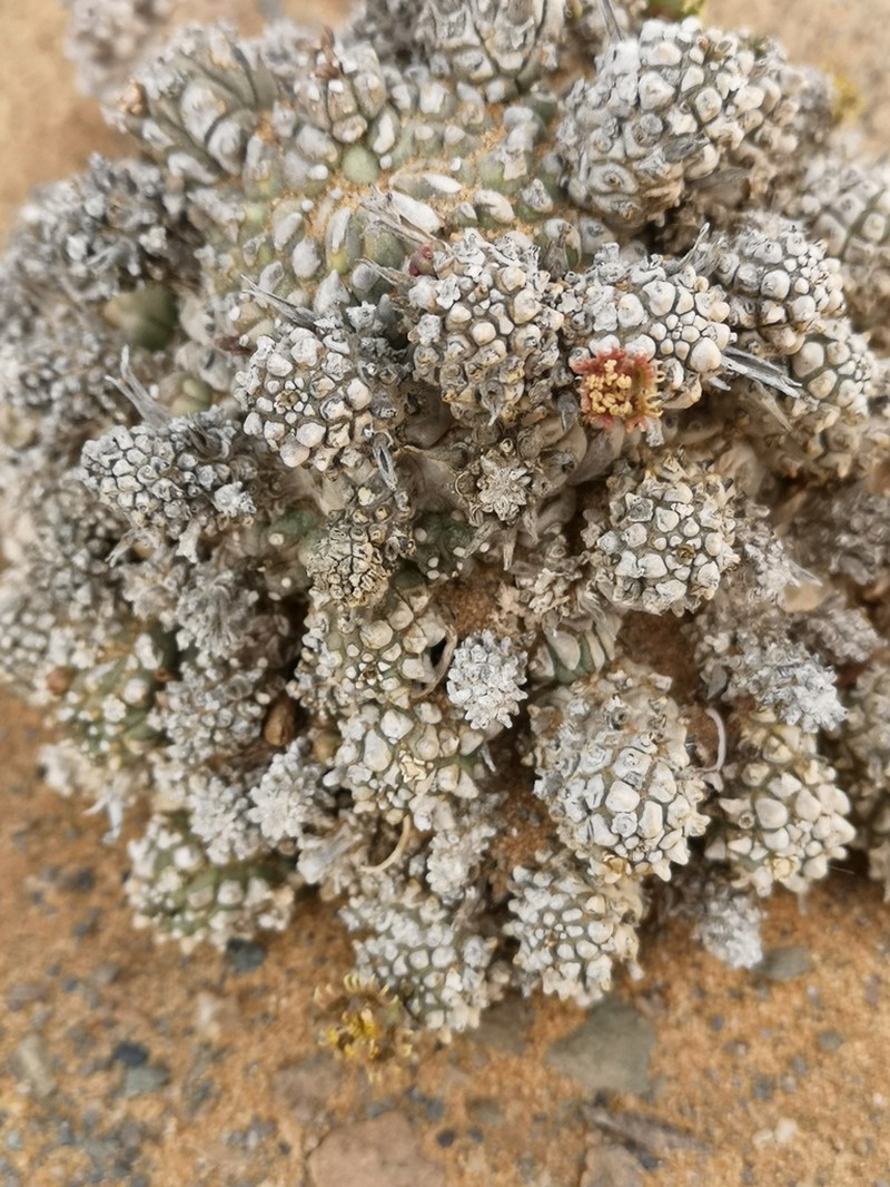 Euphorbia melanohydrata photo 3