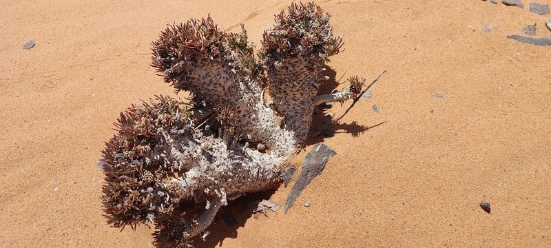 Euphorbia melanohydrata photo 5
