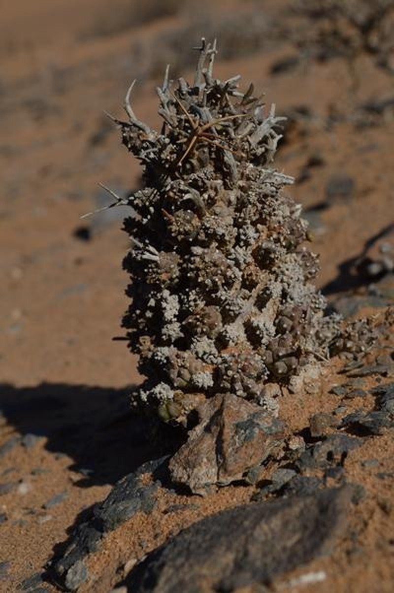 Euphorbia melanohydrata photo 7